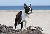 BOSTON TERRIER 282